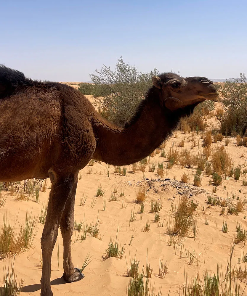 Voyages en 4x4 au Maroc
